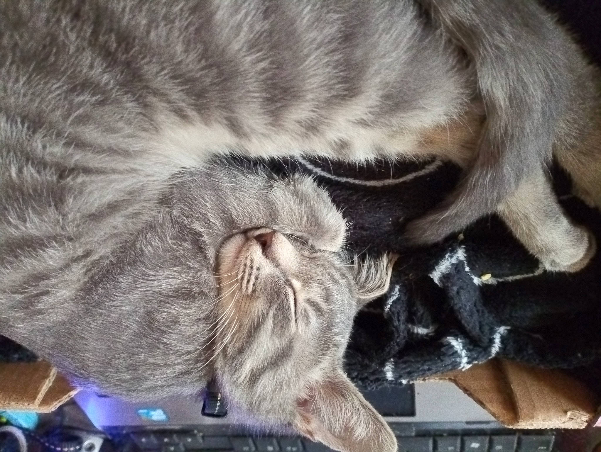 Gremlins participe au concours pour gagner de l'argent avec cette photo : carnivore, cat, claw, comfort, domestic_short_haired_cat, ear, felidae, fur, nap, paw, small_to_medium_sized_cats, snout, tail, terrestrial_animal, whiskers