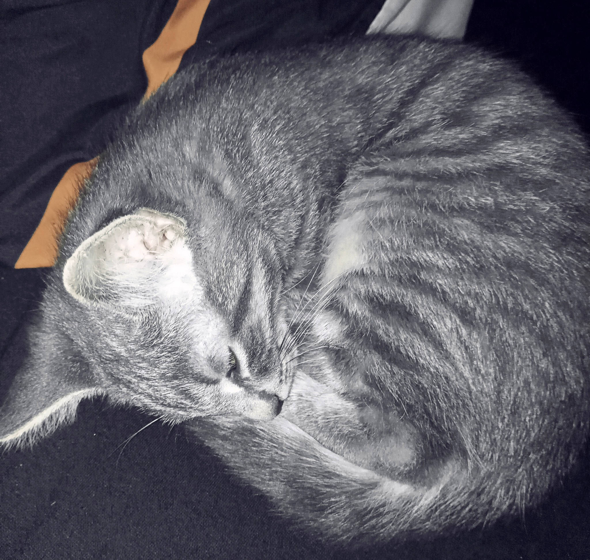 Gremlins a rejoint le concours — aidez-le/la à gagner de superbes lots ! carnivore, cat, comfort, darkness, domestic_short_haired_cat, ear, felidae, fur, grey, human_leg, monochrome, monochrome_photography, nap, paw, sleep, small_to_medium_sized_cats, snout, still_life_photography, tail, whiskers