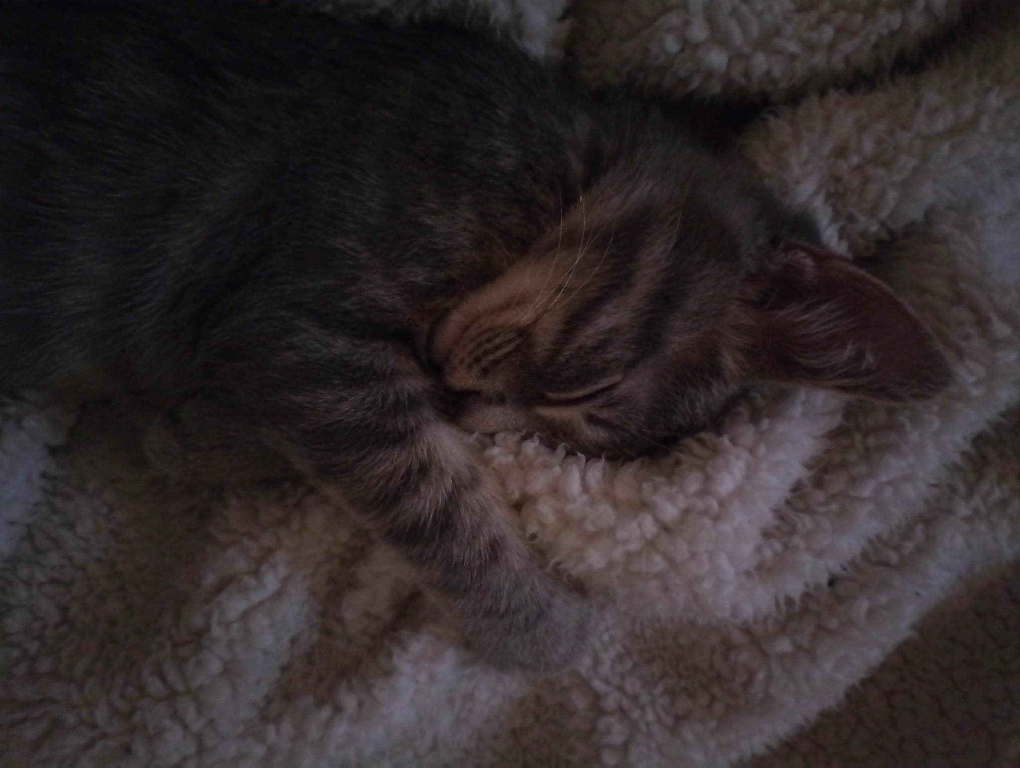 Gremlins a rejoint le concours — aidez-le/la à gagner de superbes lots ! carnivore, cat, claw, comfort, domestic_short_haired_cat, felidae, fur, grey, linens, nap, plant, sleep, small_to_medium_sized_cats, snout, tail, whiskers, wood, wool, woolen, wrinkle