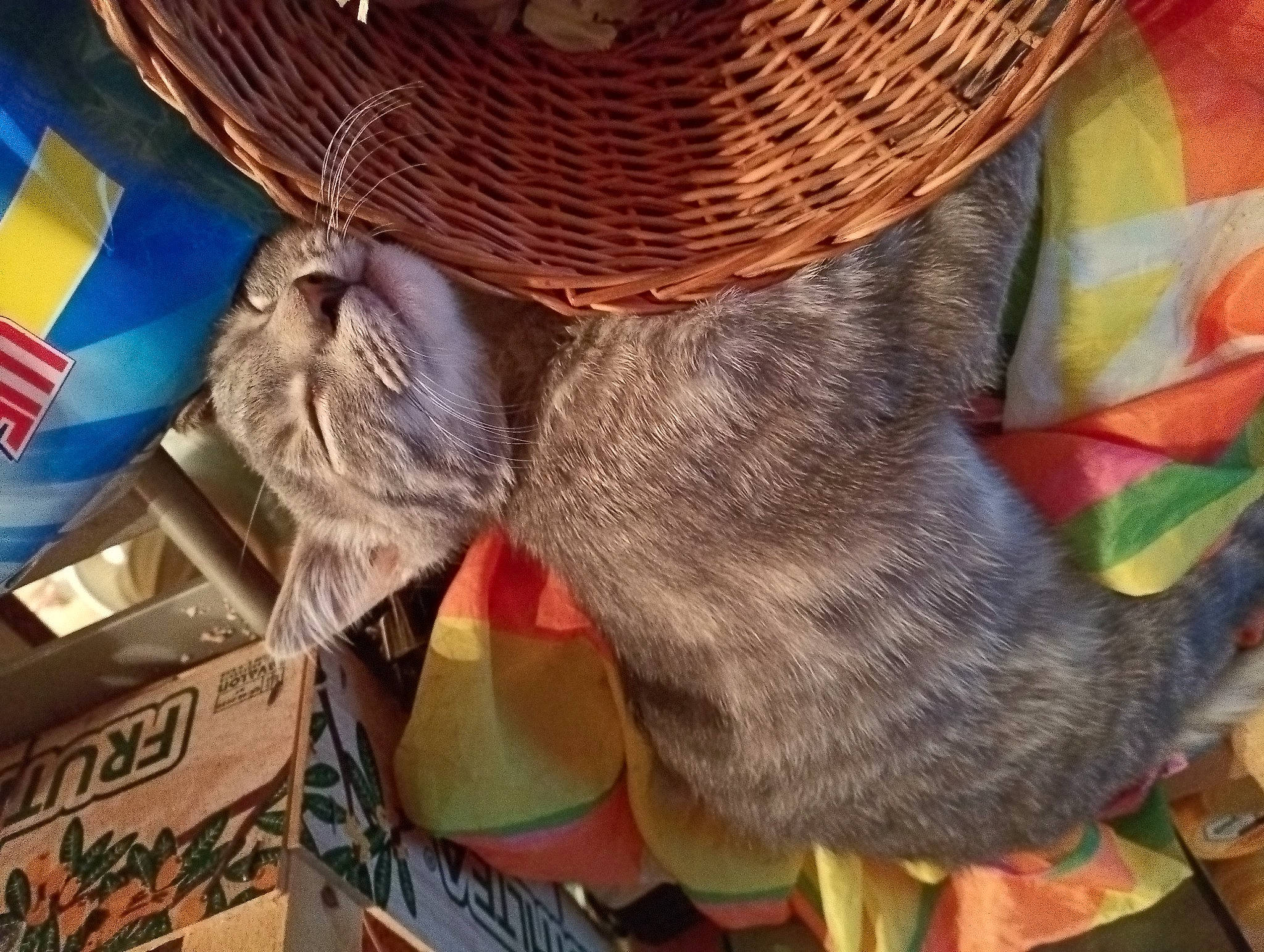 Gremlins participe au concours pour gagner de l'argent avec cette photo : basket, cap, carnivore, cat, comfort, costume_hat, cowboy_hat, fashion_accessory, fawn, fedora, felidae, fur, hat, helmet, small_to_medium_sized_cats, snout, sombrero, sun_hat, sunglasses, whiskers