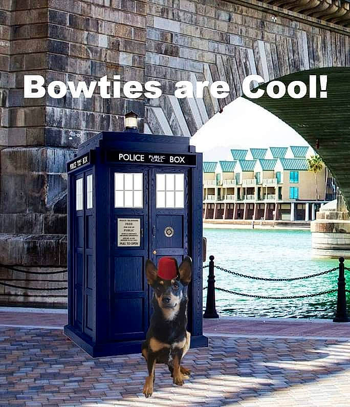 Adam is registered to the contest to win money with this photo: canidae, carnivore, city, companion_dog, dog, dog_breed, door, guard_dog, snout, square, transport