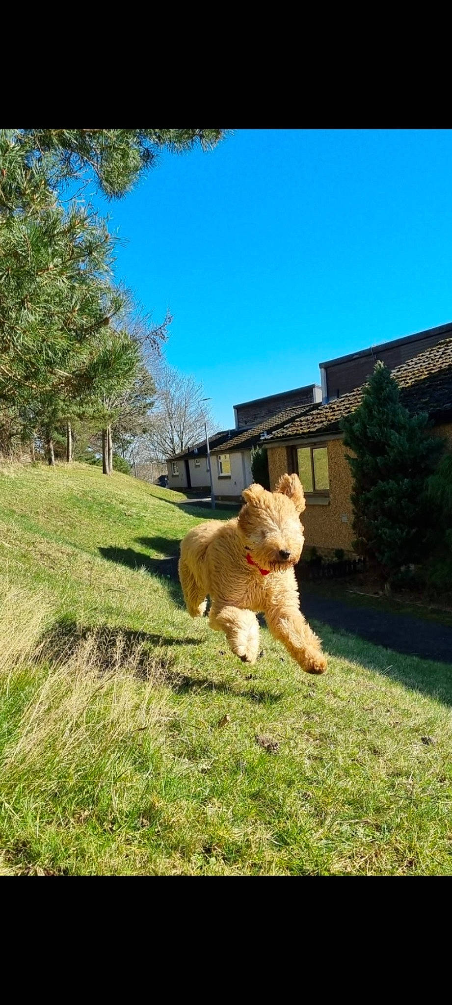 Ruby joined the competition — help win amazing prizes! carnivore, companion_dog, dog_breed, fawn, grass, grassland, landscape, lawn, meadow, pasture, plant, rural_area, shrub, sky, sporting_group, stuffed_toy, tail, toy, tree, wood