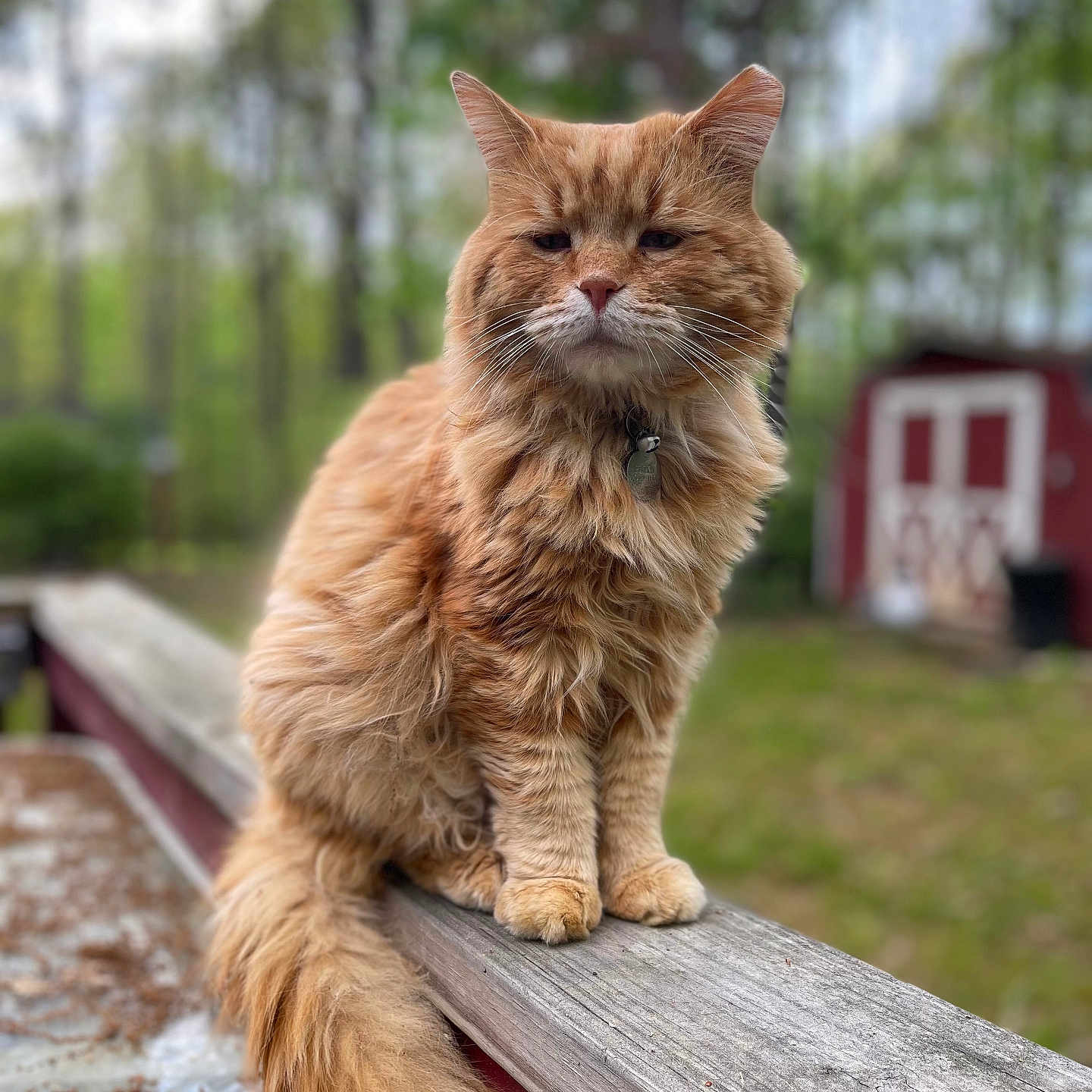 Pumpkin is registered to the contest to win money with this photo: angora, animal, architecture, bench, building, cat, furniture, grass, hardwood, house, housing, kitten, manx, nature, outdoors, pet, plant, shelter, tree, wood