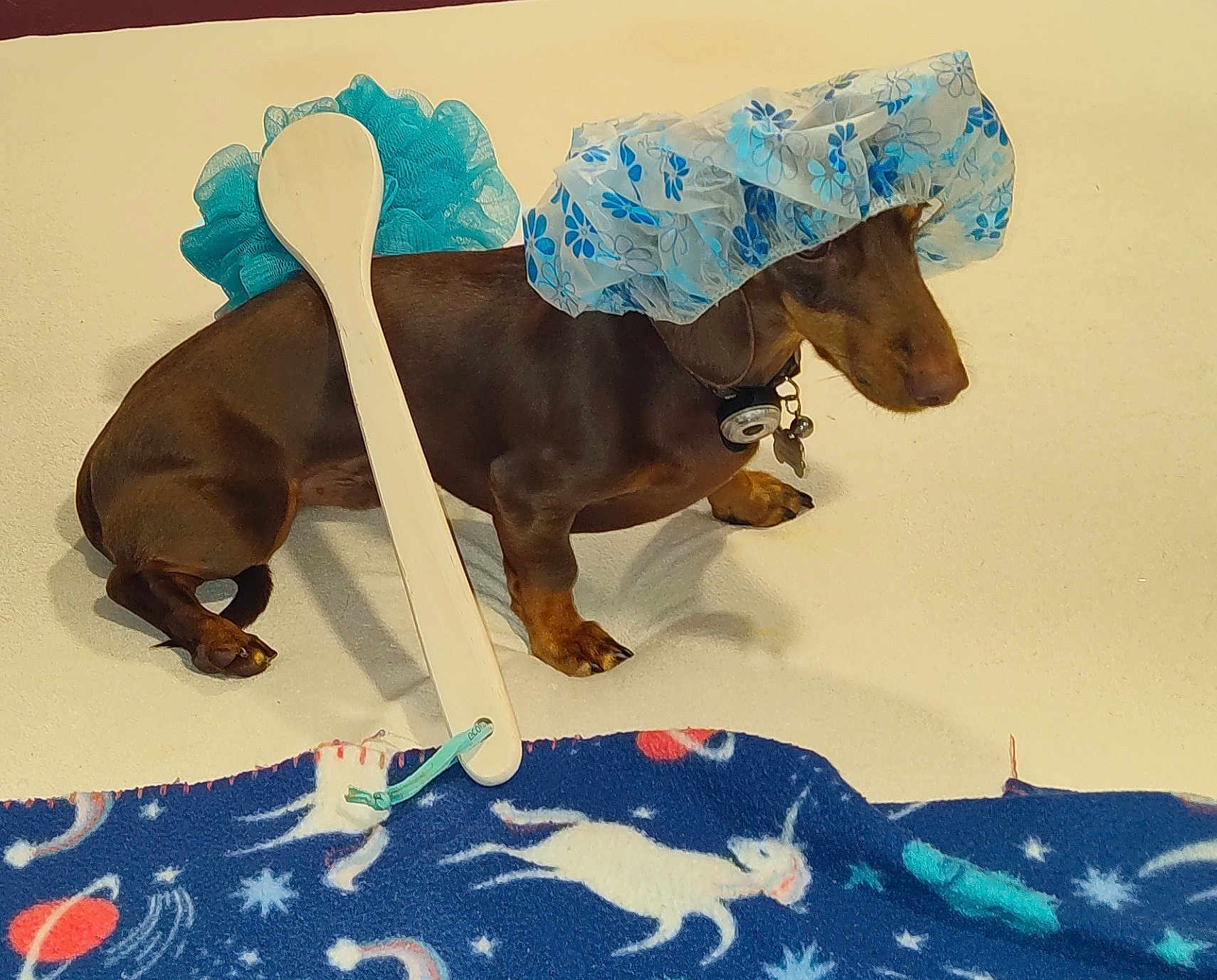 Toby is registered to the contest to win money with this photo: dog, dachshund, shower_cap, bath_pouf, wooden_spoon, blanket, unicorn, space_theme, indoor, pet, animal, brown_dog, cute, sitting, accessory, floor, playful, domestic, portrait, funny