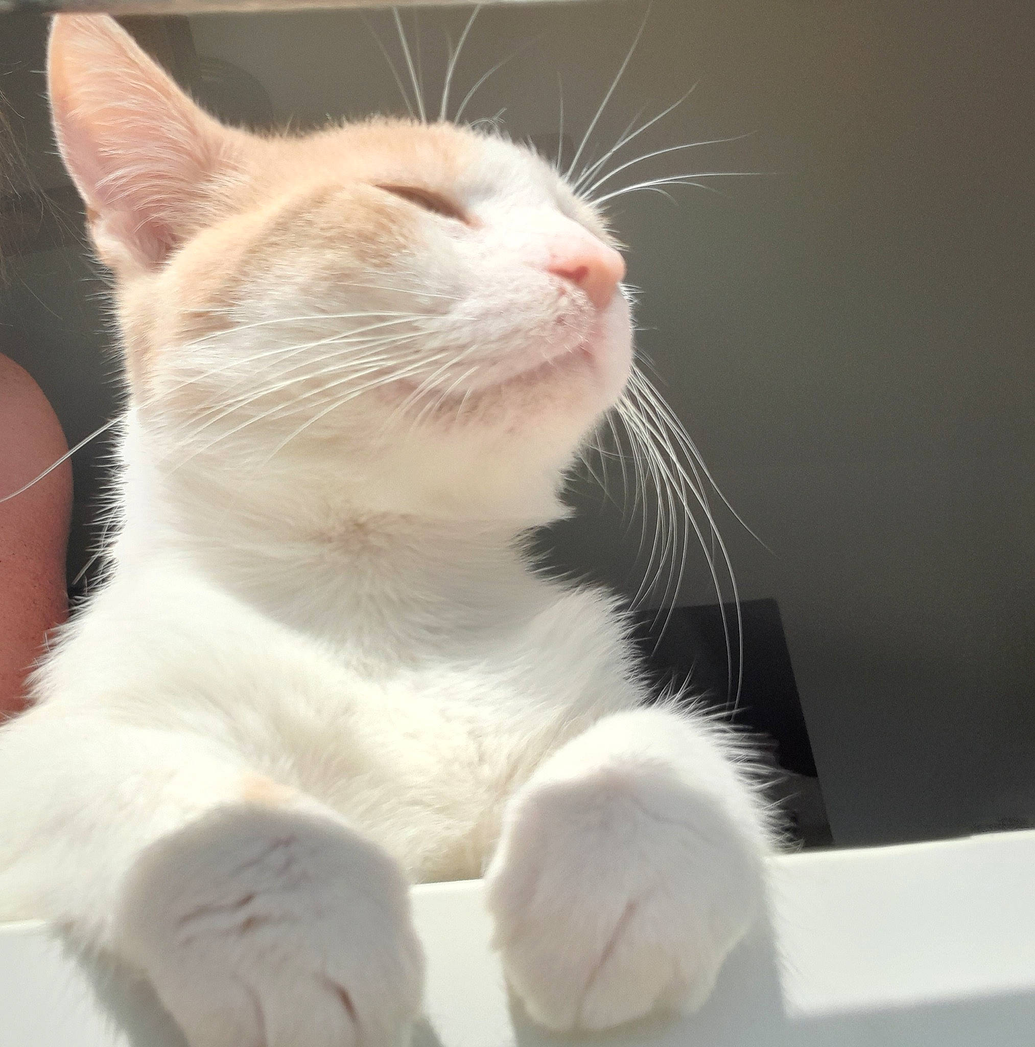 Sarko a rejoint le concours — aidez-le/la à gagner de superbes lots ! carnivore, cat, claw, domestic_short_haired_cat, fawn, felidae, foot, fur, paw, small_to_medium_sized_cats, snout, tail, whiskers