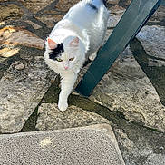 Mimine a rejoint le concours — aidez-le/la à gagner de superbes lots ! cat, white_cat, black_patch, outdoor, stone_patio, plastic_chair, sunlight, walking, pet, feline, tail, fur, green_chair, daylight, nature, animal, curious, closeup, ground, shadow
