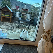 Mimine participe au concours pour gagner de l'argent avec cette photo : animal, bench, cat, curtain, door, furniture, glass_door, mountain, nature, outdoor, patio, pet, plant, potted_plant, rope, stone_floor, table, tree, white_cat, window