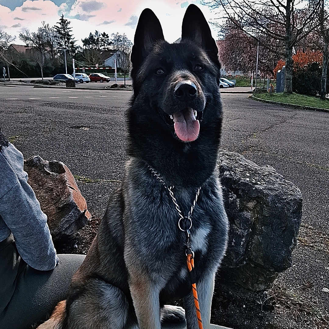 Thanos a rejoint le concours — aidez-le/la à gagner de superbes lots ! accessories, adult, animal, canine, car, dog, germanshepherd, husky, leash, male, man, person, pet, plant, policedog, puppy, slate, strap, transportation, vehicle