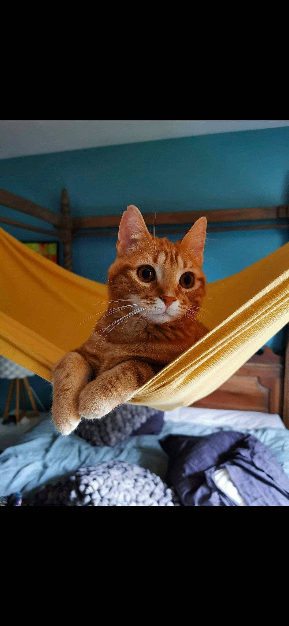 Pimpon participe au concours pour gagner de l'argent avec cette photo : aegean_cat, american_shorthair, asian, carnivore, cat, domestic_short_haired_cat, dragon_li, european_shorthair, fawn, felidae, kitten, mammal, small_to_medium_sized_cats, tabby_cat, whiskers