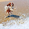 dog, beach, water, wave, splash, wet, playing, jumping, sand, outdoor, animal, motion, summer, pet, energetic, nature, daylight, fun, canine, sea