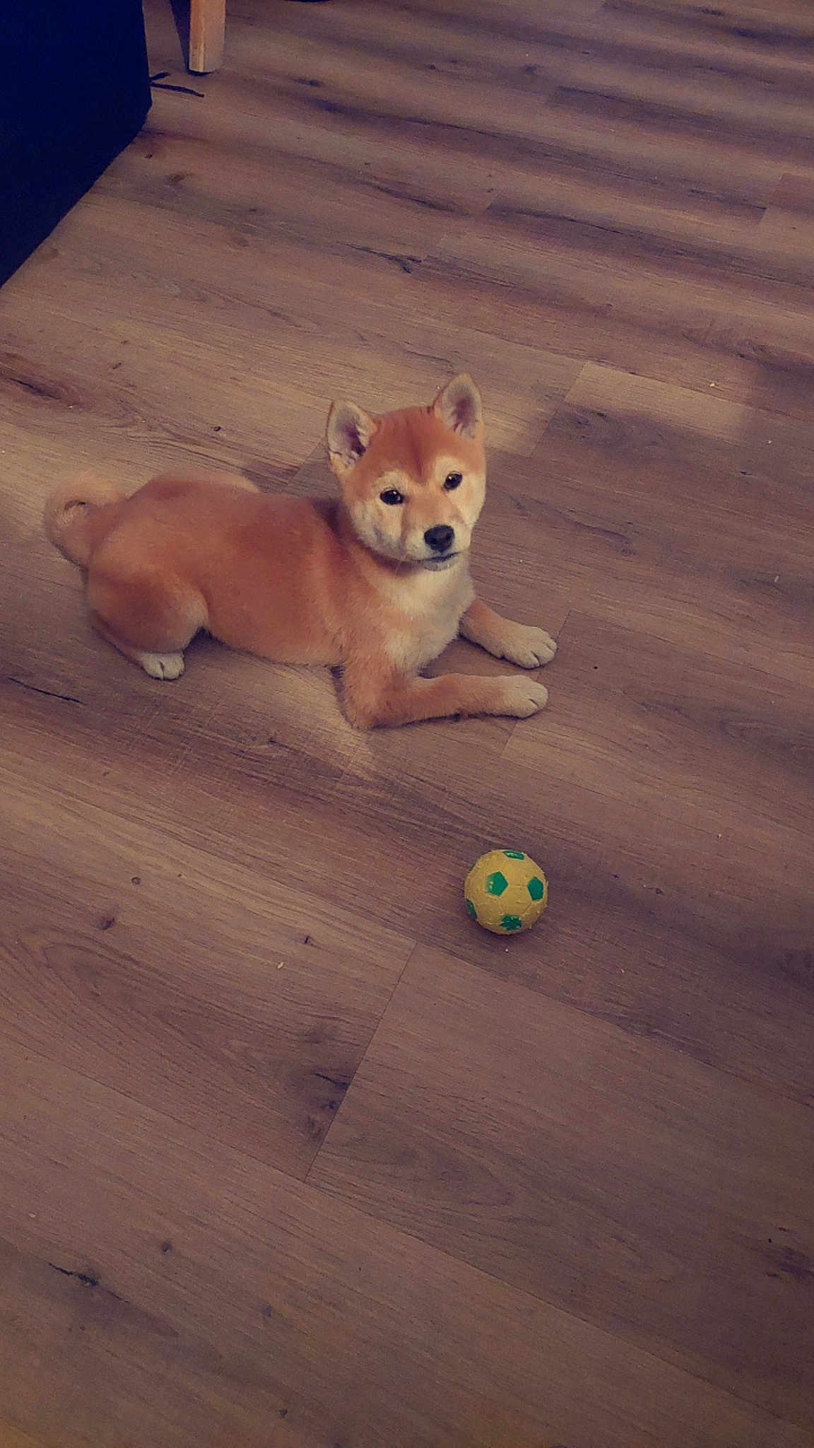 Laïka