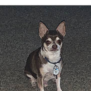 Brutus joined the competition — help win amazing prizes! animal, brown_white_fur, chihuahua, closeup, collar, cute, dog, ears, eyeshine, flash_photography, id_tag, night, outdoor, pavement, pet, portrait, sitting, small_dog, stare, whiskers
