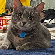 Nuka is registered to the contest to win money with this photo: bag, blanket, blue_tag, box, cat, closeup, collar, curious, domestic_animal, ears, feline, fur, gray_tabby, household_items, indoor, lamp, paws, pet, relaxed, whiskers