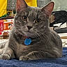 cat, gray_tabby, collar, blue_tag, pet, indoor, blanket, feline, curious, relaxed, closeup, whiskers, ears, paws, household_items, lamp, box, bag, fur, domestic_animal