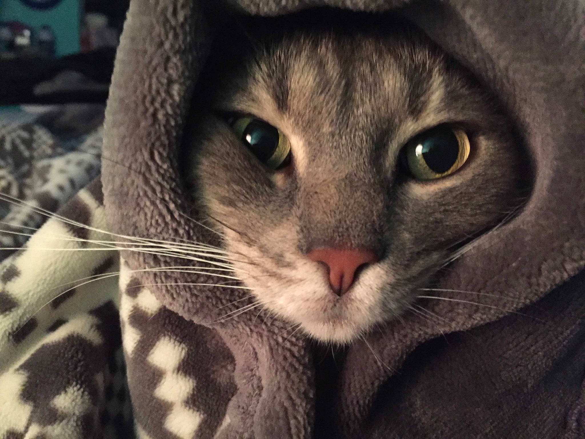 Sophie joined the competition — help win amazing prizes! american_shorthair, asian, burmese, carnivore, cat, close_up, domestic_short_haired_cat, european_shorthair, eye, felidae, fur, mammal, nose, ocicat, singapura, small_to_medium_sized_cats, snout, tabby_cat, vertebrate, whiskers