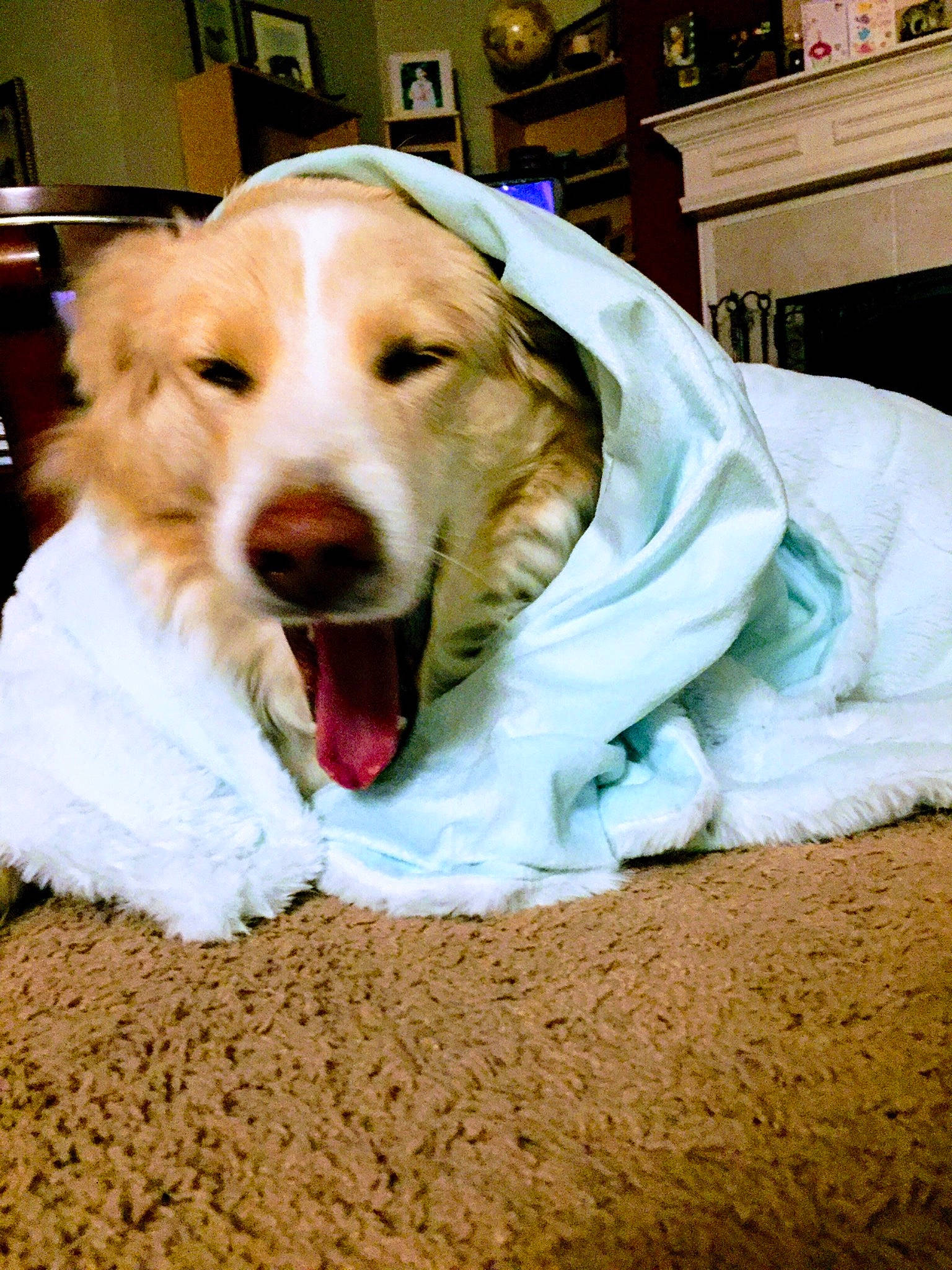 Misty is registered to the contest to win money with this photo: akbash_dog, canidae, carnivore, companion_dog, dog, dog_breed, facial_expression, golden_retriever, great_pyrenees, mammal, retriever, snout, sporting_group, tongue, vertebrate, yawn