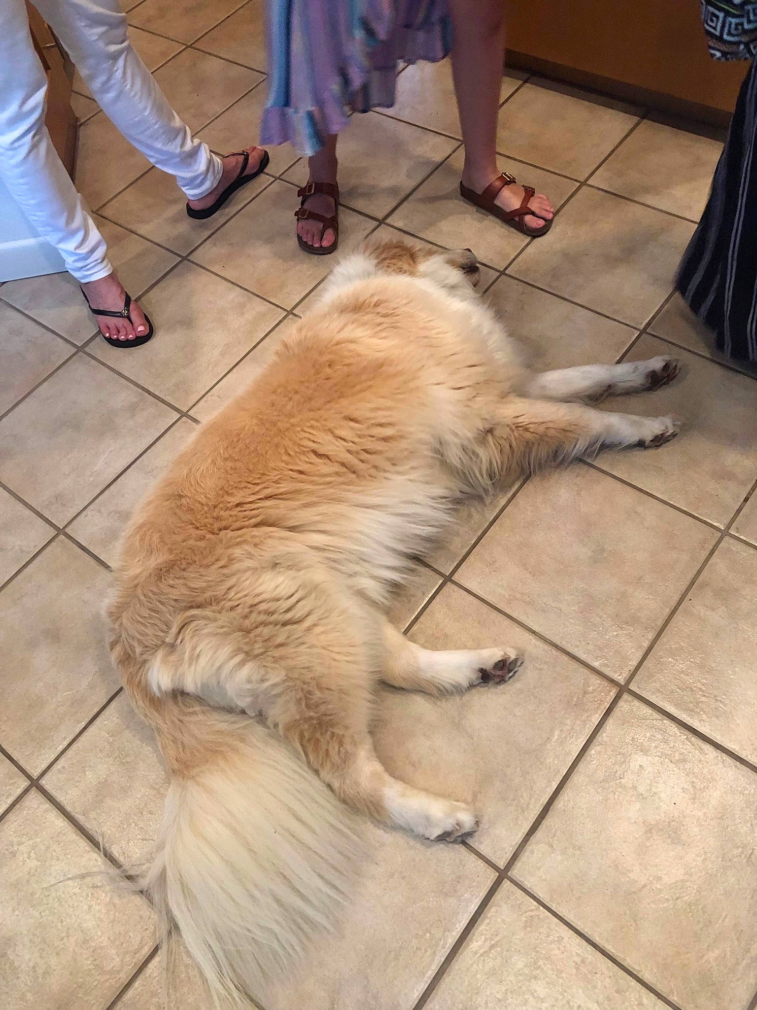 Misty joined the competition — help win amazing prizes! canidae, carnivore, dog, dog_breed, fawn, fur, golden_retriever, mammal, retriever, sporting_group, tail