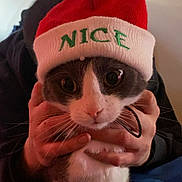 Stormi is registered to the contest to win money with this photo: cat, feline, pet, hat, knit_hat, beanie, christmas_hat, text_on_hat, face, whiskers, hands, person, holding, close_up, portrait, indoor, cozy, cute, wide_eyes, apparel