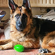 Luna joined the competition — help win amazing prizes! animal, ball, bed, bedroom, canine, cat, cushion, dog, football, germanshepherd, homedecor, pet, policedog, puppy, soccer, soccerball, sphere, sport, tennis, tennisball