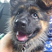 Molly is registered to the contest to win money with this photo: animal, bodypart, canine, dog, germanshepherd, mouth, person, pet, policedog, puppy