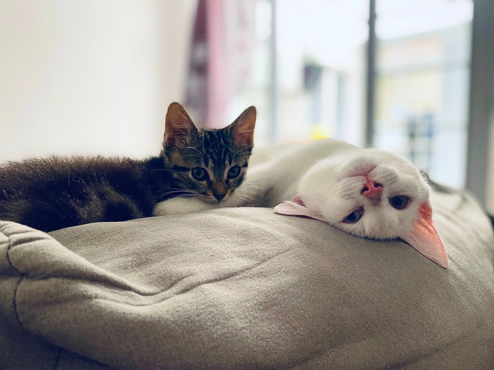 Yéti participe au concours pour gagner de l'argent avec cette photo : bed_sheet, bedding, carnivore, cat, claw, comfort, domestic_short_haired_cat, felidae, fur, grey, linens, mammal, nap, paw, room, sand, small_to_medium_sized_cats, snout, tail, whiskers