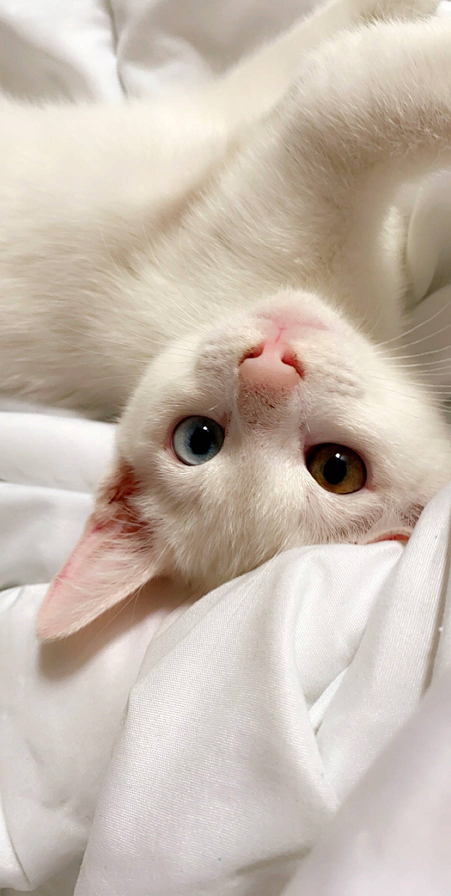 Yéti participe au concours pour gagner de l'argent avec cette photo : carnivore, cat, close_up, comfort, domestic_short_haired_cat, ear, eye, eyelash, face, felidae, fur, head, human_body, paw, small_to_medium_sized_cats, snout, vase, whiskers