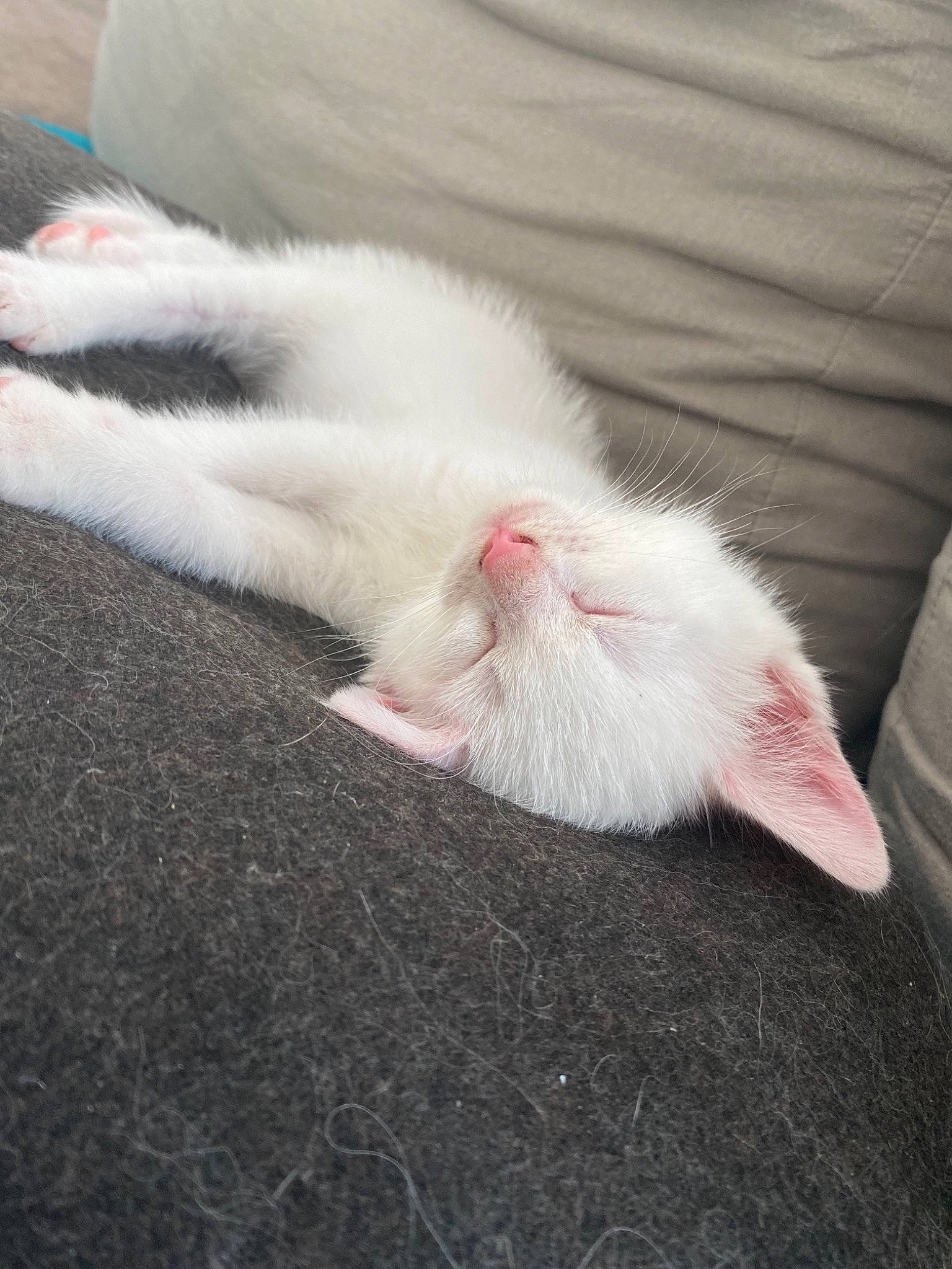 Yéti a rejoint le concours — aidez-le/la à gagner de superbes lots ! carmine, carnivore, cat, claw, comfort, domestic_short_haired_cat, felidae, flooring, foot, fur, grey, human_leg, mouse, nail, nap, paw, small_to_medium_sized_cats, snout, tail, whiskers