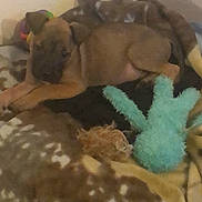 Aslo a rejoint le concours — aidez-le/la à gagner de superbes lots ! animal, blanket, brown, carpet, cozy, cute, dog, ears, fur, indoor, lying_down, paw, pet, plush_toy, puppy, relaxed, resting, soft, toy, young