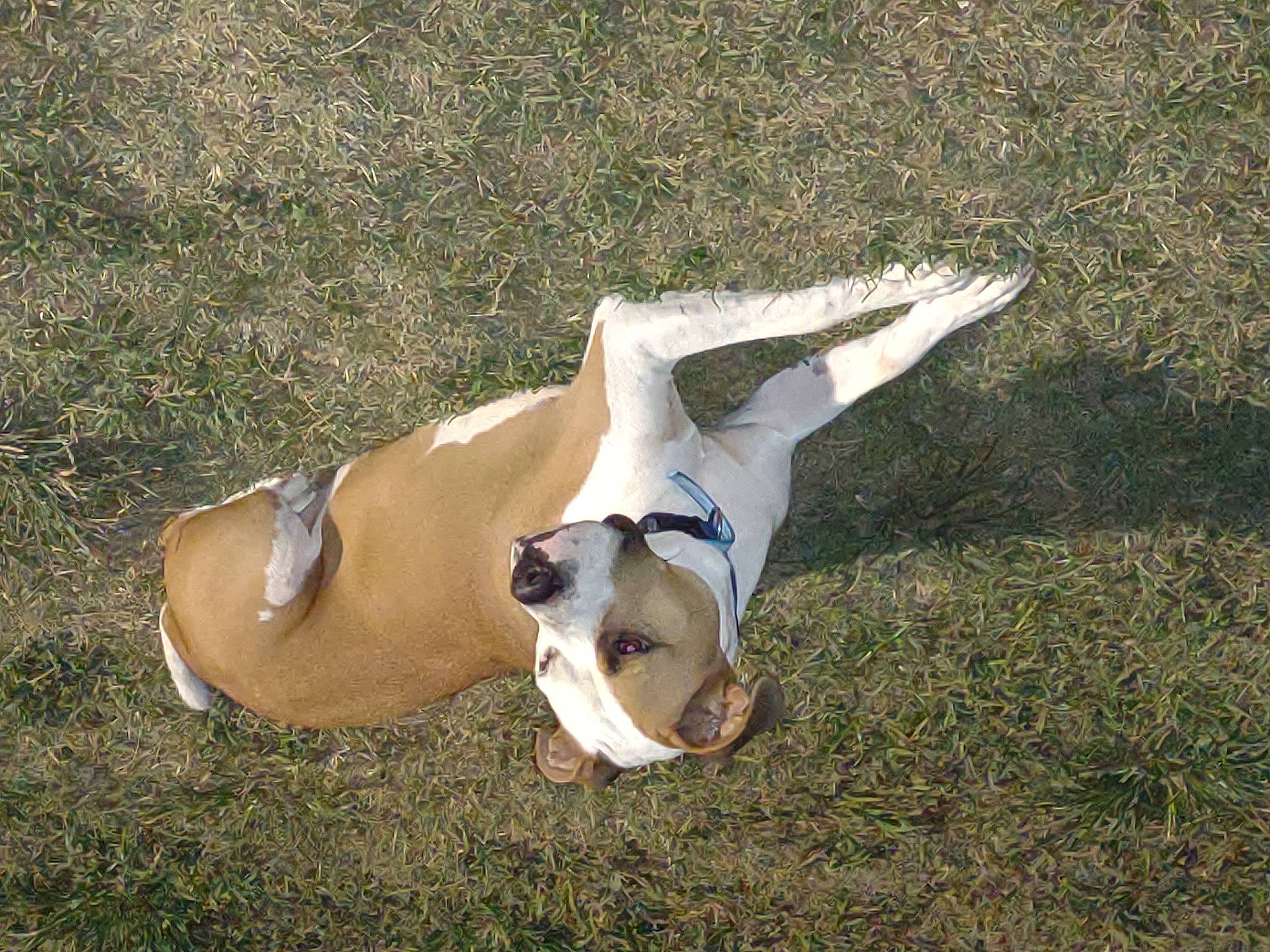 Ryder is registered to the contest to win money with this photo: canidae, carnivore, companion_dog, dog, dog_breed, fawn, foot, grass, grassland, human_leg, non_sporting_group, pasture, paw, snout, soil, sporting_group, tail, terrestrial_animal, tree, working_animal