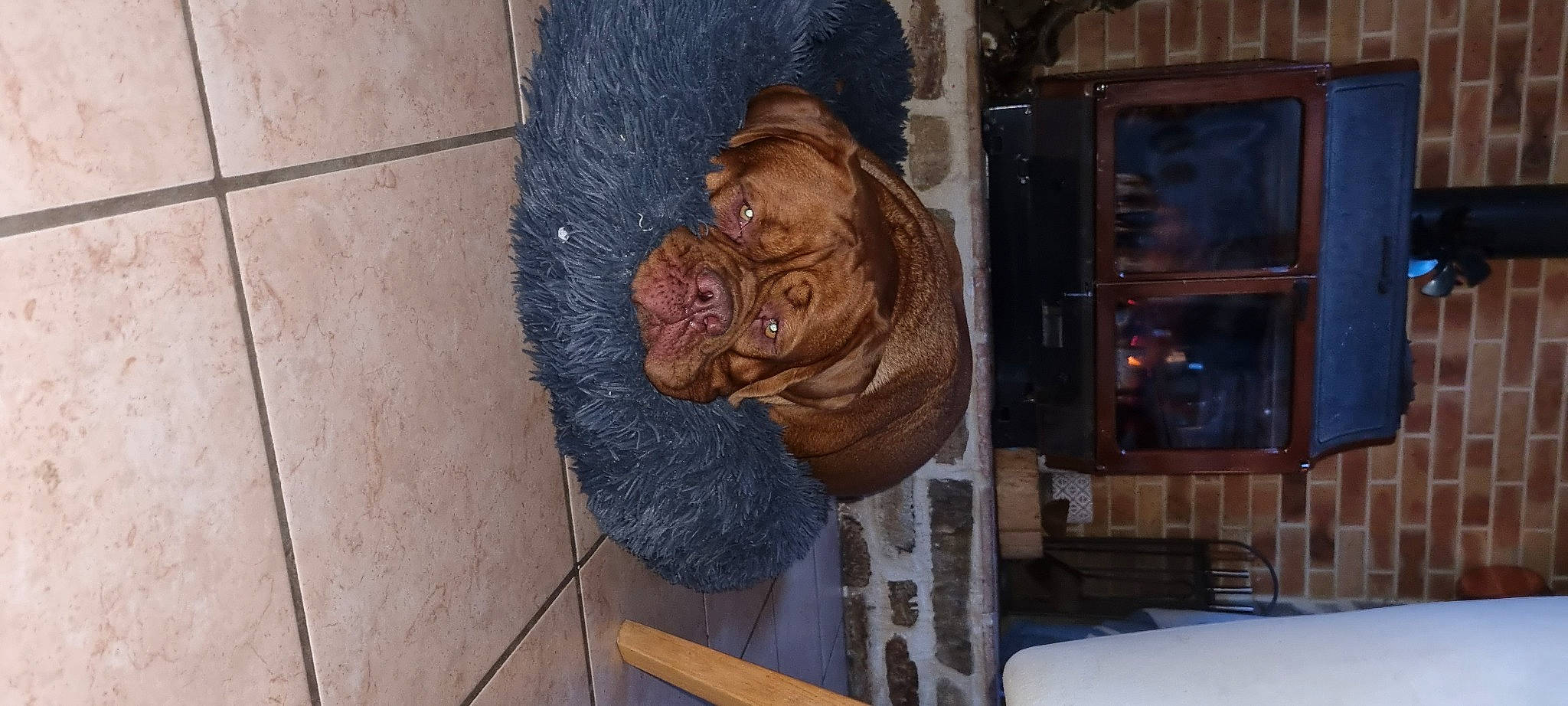 Tawa a rejoint le concours — aidez-le/la à gagner de superbes lots ! art, big_cats, canidae, carving, dog_breed, door, felidae, fur, hat, headgear, liver, primate, small_to_medium_sized_cats, snout, sporting_group, terrestrial_animal, visual_arts, wood, working_animal, wrinkle