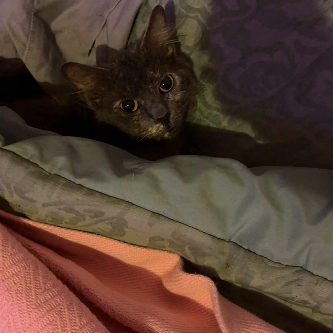 Willow is registered to the contest to win money with this photo: animal, bedding, blanket, cat, cozy, curious, cute, dim_light, ears, fabric, face, fur, home, indoor, pattern, pet, pink, resting, soft, texture