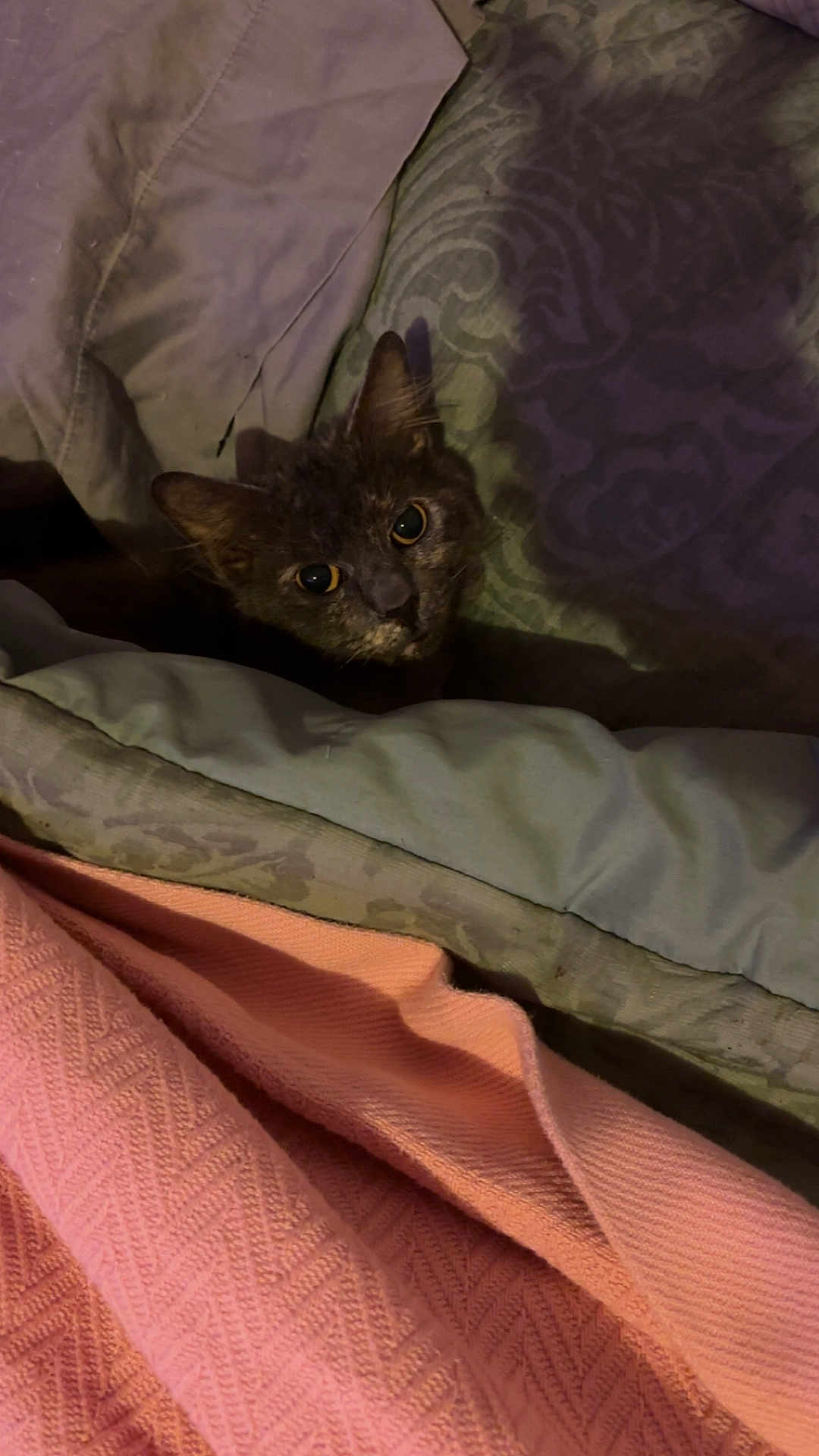 Willow is registered to the contest to win money with this photo: cat, pet, blanket, bedding, fabric, pink, pattern, cozy, indoor, fur, curious, face, ears, texture, home, resting, animal, cute, soft, dim_light