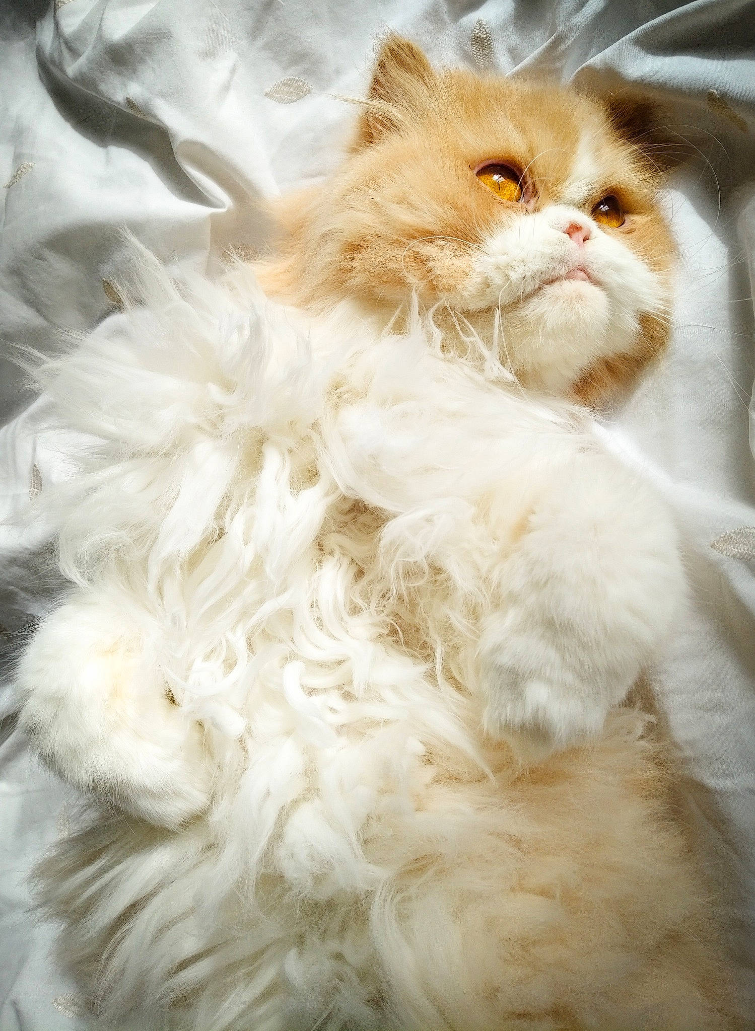 Ian is registered to the contest to win money with this photo: asian_semi_longhair, british_longhair, british_semi_longhair, carnivore, cat, domestic_long_haired_cat, eye, felidae, fur, mammal, napoleon_cat, norwegian_forest_cat, persian, ragamuffin, selkirk_rex, small_to_medium_sized_cats, snout, turkish_angora, turkish_van, whiskers