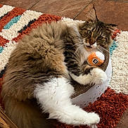 Dante joined the competition — help win amazing prizes! cat, fluffy, toy_ball, indoor, rug, brown, white, orange, pet, feline, curious, claw, paw, relaxed, floor, patterned_rug, tabby, closeup, cute, resting