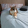 animal, bed, bedding, calico_cat, cat, cozy, cute, feline, fur, furniture, home, indoor, paw, pet, relaxed, resting, stretching, striped_wallpaper, whiskers, wooden_headboard
