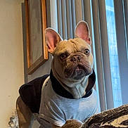 Kilo joined the competition — help win amazing prizes! dog, french_bulldog, pet, indoor, clothing, sweater, couch, window, blinds, furniture, portrait, animal, ears, face, brown, cute, alert, standing, home, decor