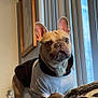 dog, french_bulldog, pet, indoor, clothing, sweater, couch, window, blinds, furniture, portrait, animal, ears, face, brown, cute, alert, standing, home, decor