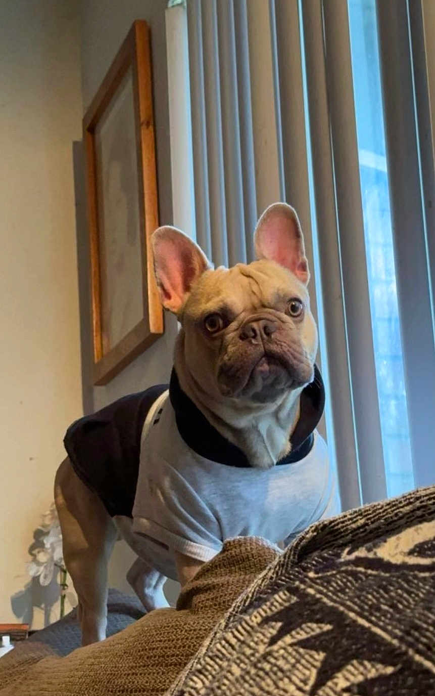Kilo joined the competition — help win amazing prizes! dog, french_bulldog, pet, indoor, clothing, sweater, couch, window, blinds, furniture, portrait, animal, ears, face, brown, cute, alert, standing, home, decor