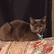 Princess joined the competition — help win amazing prizes! cat, gray_cat, pet, animal, feline, couch, floral_pattern, furniture, indoor, collar, resting, sitting, curtain, wall, domestic, cute, mammal, one_animal, relaxed, home