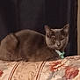 cat, gray_cat, pet, animal, feline, couch, floral_pattern, furniture, indoor, collar, resting, sitting, curtain, wall, domestic, cute, mammal, one_animal, relaxed, home