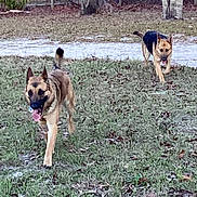 Oso And Luna is registered to the contest to win money with this photo: dog, german_shepherd, outdoor, grass, trees, fence, tongue_out, jacket, canine, nature, pet, playing, running, animal, daylight, leaf_litter, excited, two_dogs, walking, yard