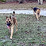 dog, german_shepherd, outdoor, grass, trees, fence, tongue_out, jacket, canine, nature, pet, playing, running, animal, daylight, leaf_litter, excited, two_dogs, walking, yard