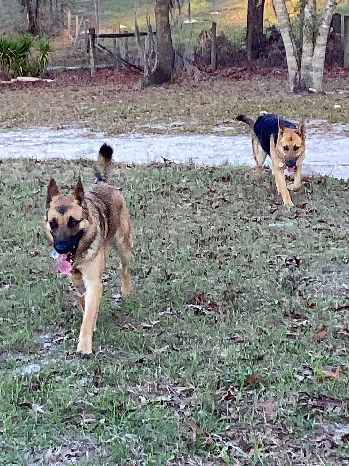 Oso And Luna