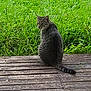 cat, tabby_cat, sitting, wooden_deck, grass, outdoor, animal, pet, nature, greenery, back_view, curious, feline, fur, tail, quiet, daylight, wood, texture, calm