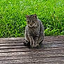 cat, tabby_cat, animal, pet, outdoor, grass, wooden_deck, nature, sitting, fur, whiskers, ears, eyes, paws, quiet, calm, daylight, greenery, wood, texture