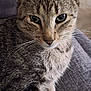 cat, tabby, close_up, pet, fur, whiskers, indoor, gray, texture, animal, cute, resting, portrait, feline, ears, eyes, cozy, soft, domestic, mammal