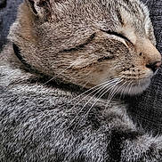 Kiro a rejoint le concours — aidez-le/la à gagner de superbes lots ! cat, tabby, sleeping, whiskers, fur, closeup, pet, animal, relaxing, couch, indoor, feline, peaceful, cozy, texture, gray, ears, face, nose, resting