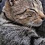 cat, tabby, sleeping, whiskers, fur, closeup, pet, animal, relaxing, couch, indoor, feline, peaceful, cozy, texture, gray, ears, face, nose, resting