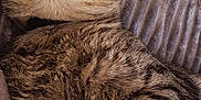 Kiro a rejoint le concours — aidez-le/la à gagner de superbes lots ! cat, tabby, sleeping, cozy, paws, fur, blanket, texture, resting, cute, pet, animal, whiskers, relaxation, indoors, comfort, nap, feline, cute_face, peaceful