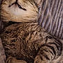 cat, tabby, sleeping, cozy, paws, fur, blanket, texture, resting, cute, pet, animal, whiskers, relaxation, indoors, comfort, nap, feline, cute_face, peaceful